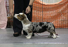 Welsh corgi cardigan puppies of Zhacardi at welch corgi speciality in Moscow