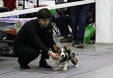 Welsh corgi cardigan puppies of Zhacardi at welch corgi speciality in Moscow