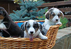 Welsh corgi cardigan puppies of Zhacardi kennel Russia
