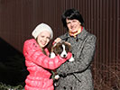 Welsh corgi cardigan puppy Zhacardi BAGRATION with his new owners