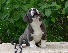 Welsh corgi cardigan puppy Zhacardi DJULIA