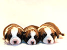Welsh corgi cardigan puppies for sale by of Pluperfect Merrymoon PATHFINDER и Zhacardi BAKKARA