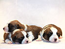 Welsh corgi cardigan puppies for sale by of Pluperfect Merrymoon PATHFINDER и Zhacardi BAKKARA